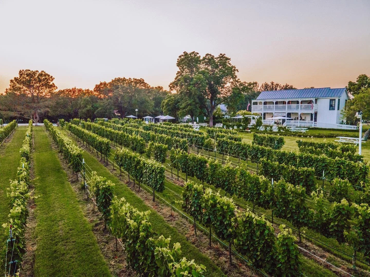 Best Wineries in Fredericksburg TX